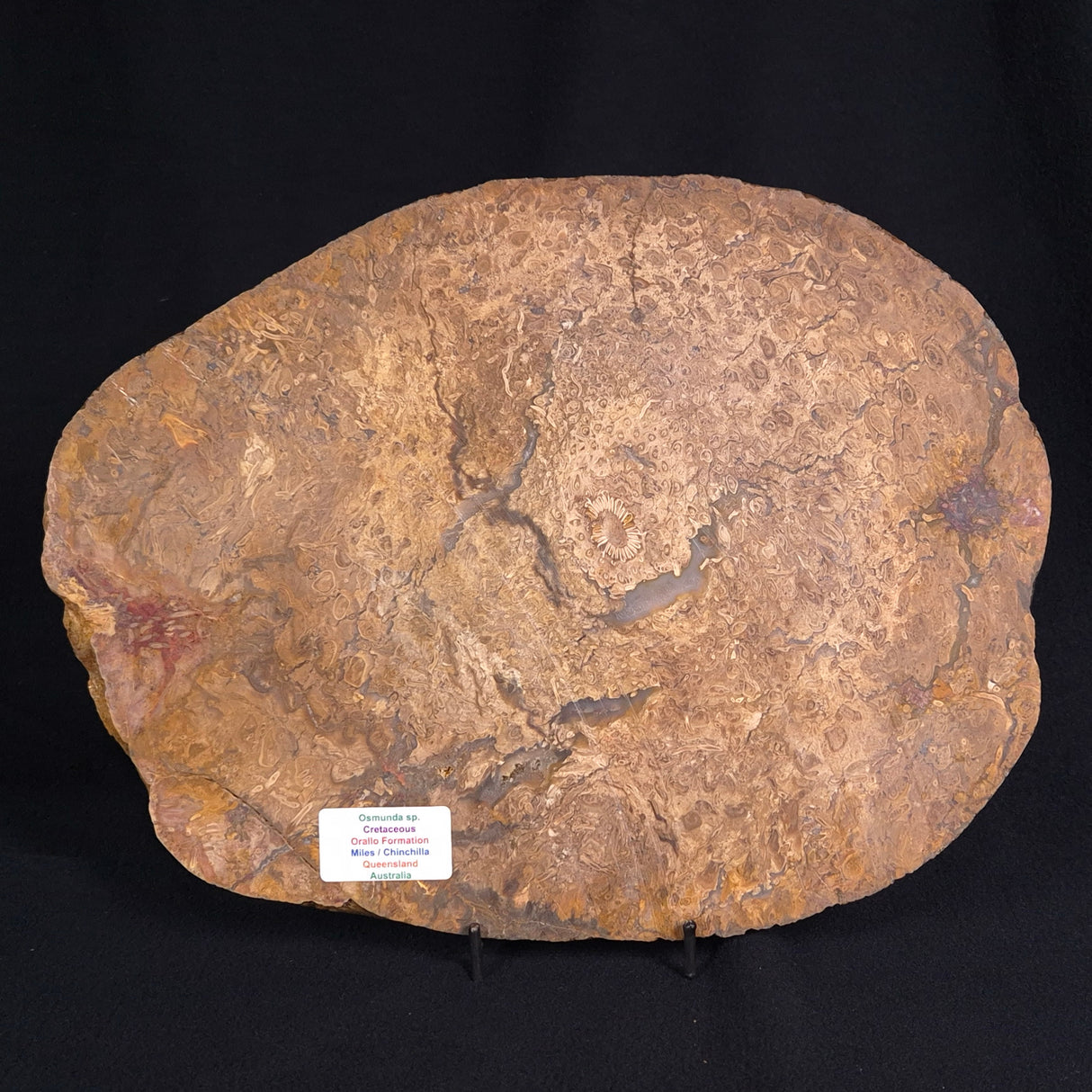 OSMUNDA sp. PETRIFIED FERN, Cretaceous, Australia XOS006