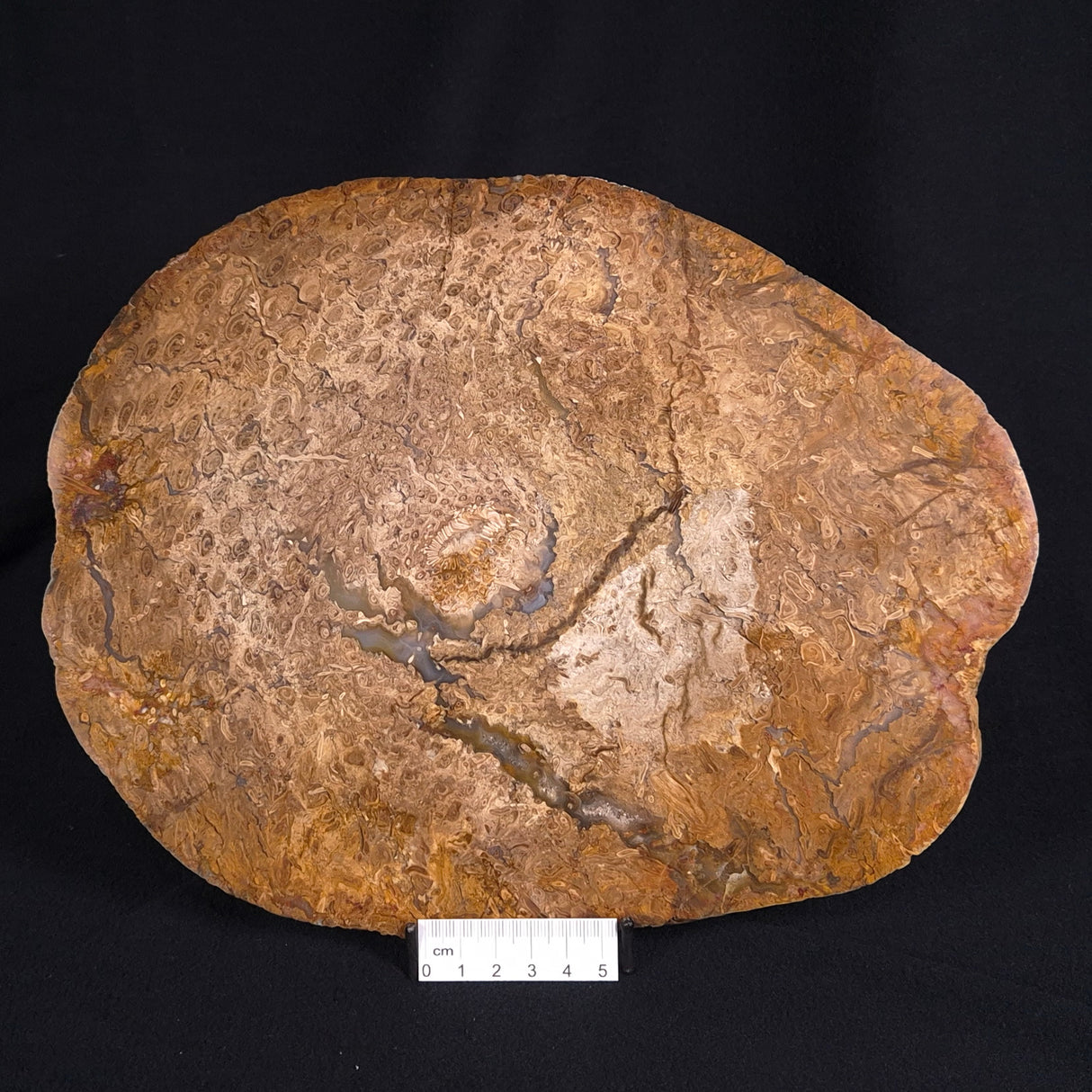 OSMUNDA sp. PETRIFIED FERN, Cretaceous, Australia XOS007