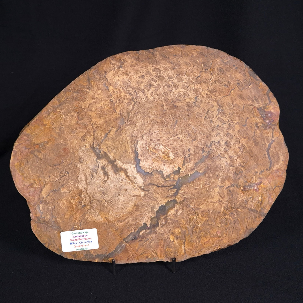 OSMUNDA sp. PETRIFIED FERN, Cretaceous, Australia XOS007