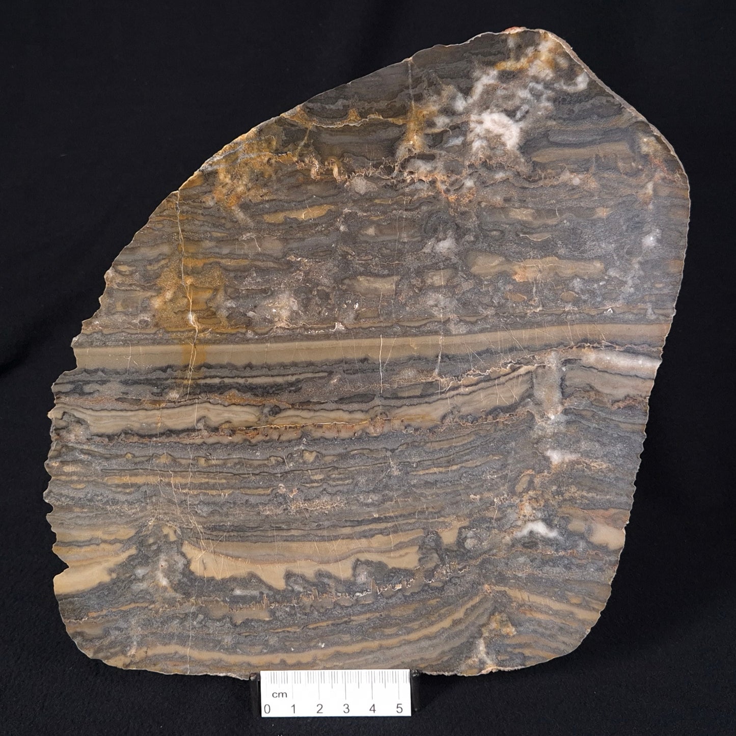 STROMATOLITE, Duck Creek, Lower Proterozoic, Australia ZDC006