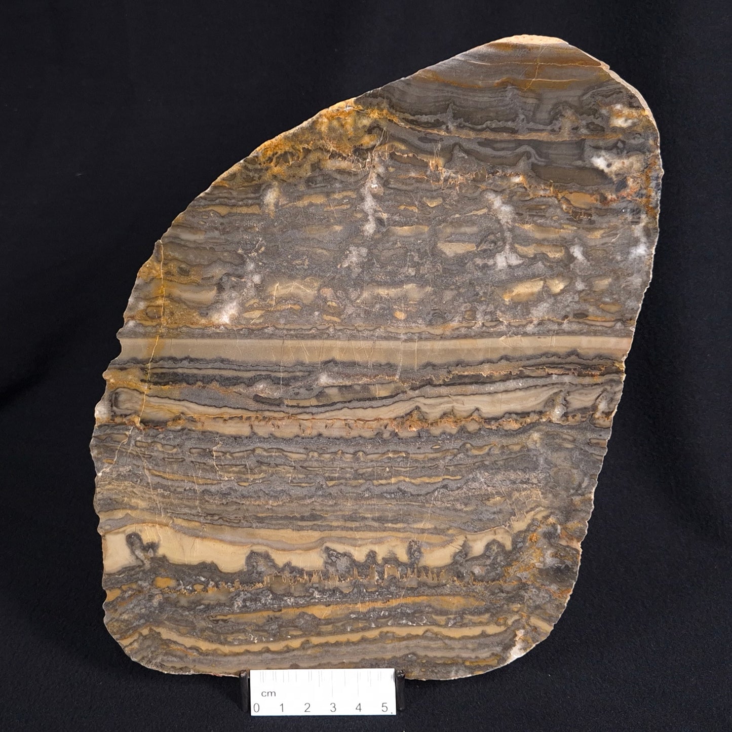 STROMATOLITE, Duck Creek, Lower Proterozoic, Australia ZDC007