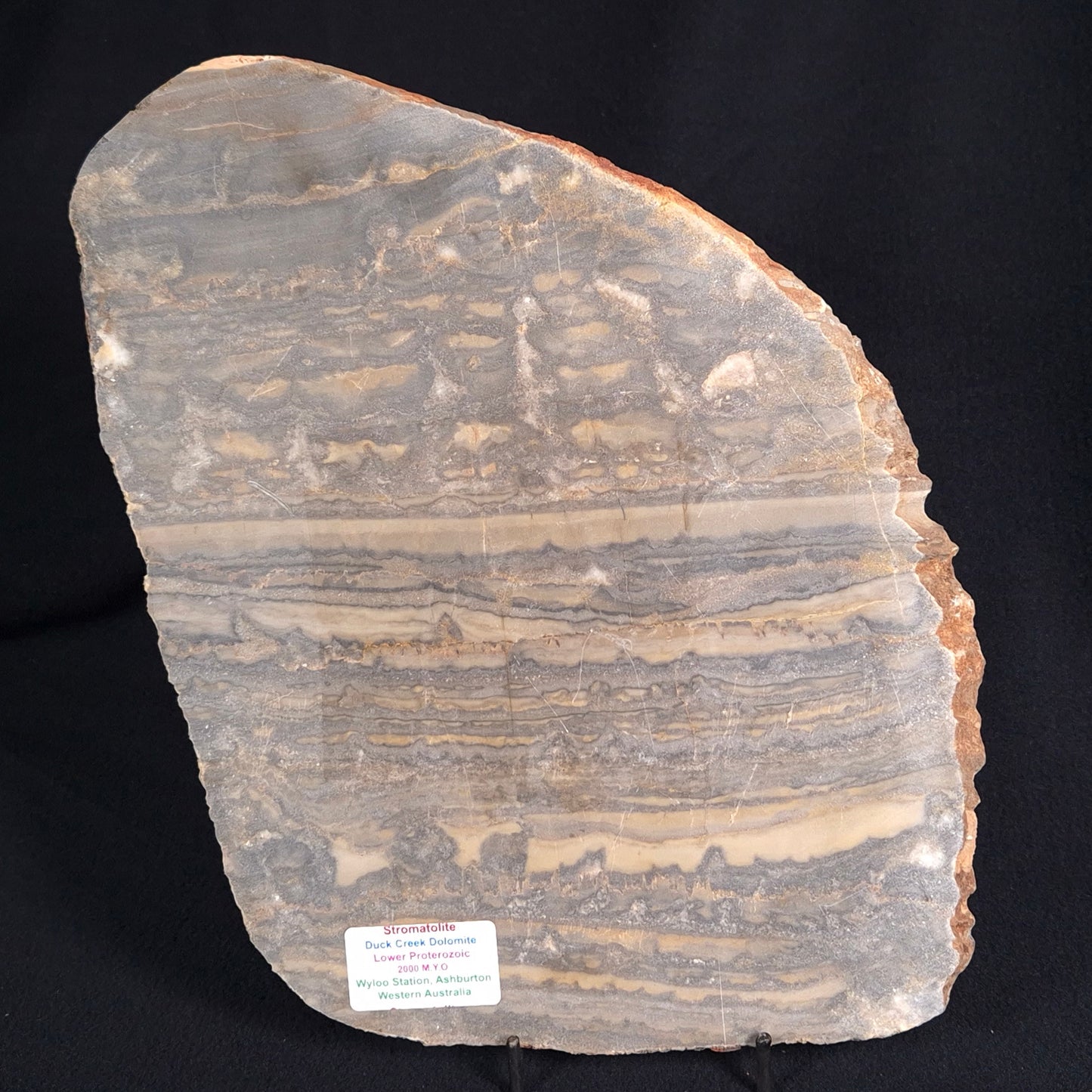 STROMATOLITE, Duck Creek, Lower Proterozoic, Australia ZDC007