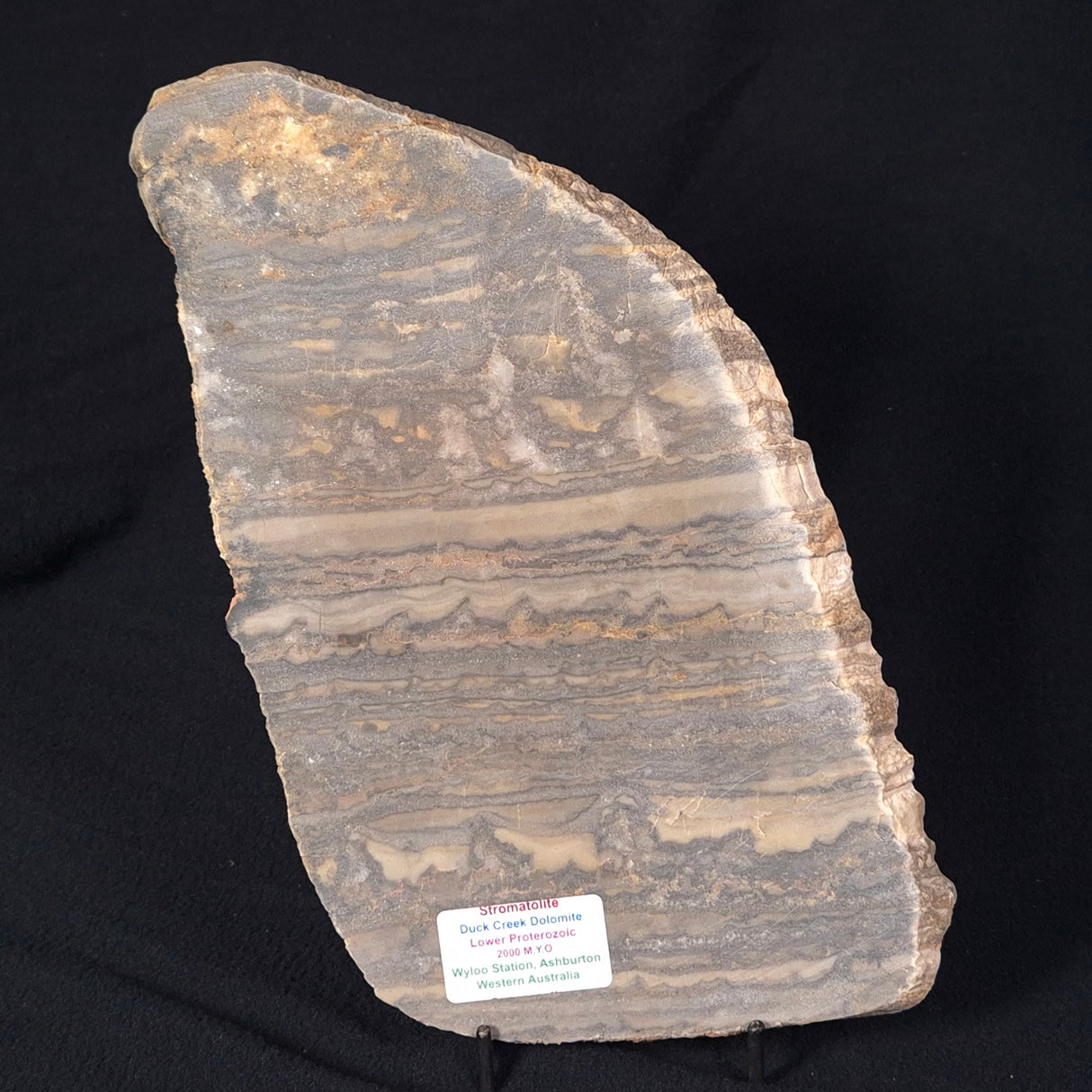 STROMATOLITE, Duck Creek, Lower Proterozoic, Australia ZDC008