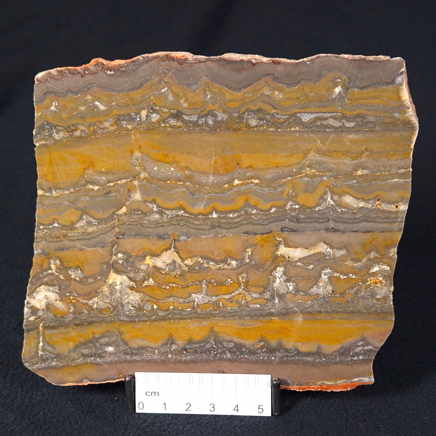 STROMATOLITE, Duck Creek, Lower Proterozoic, Australia ZDC009