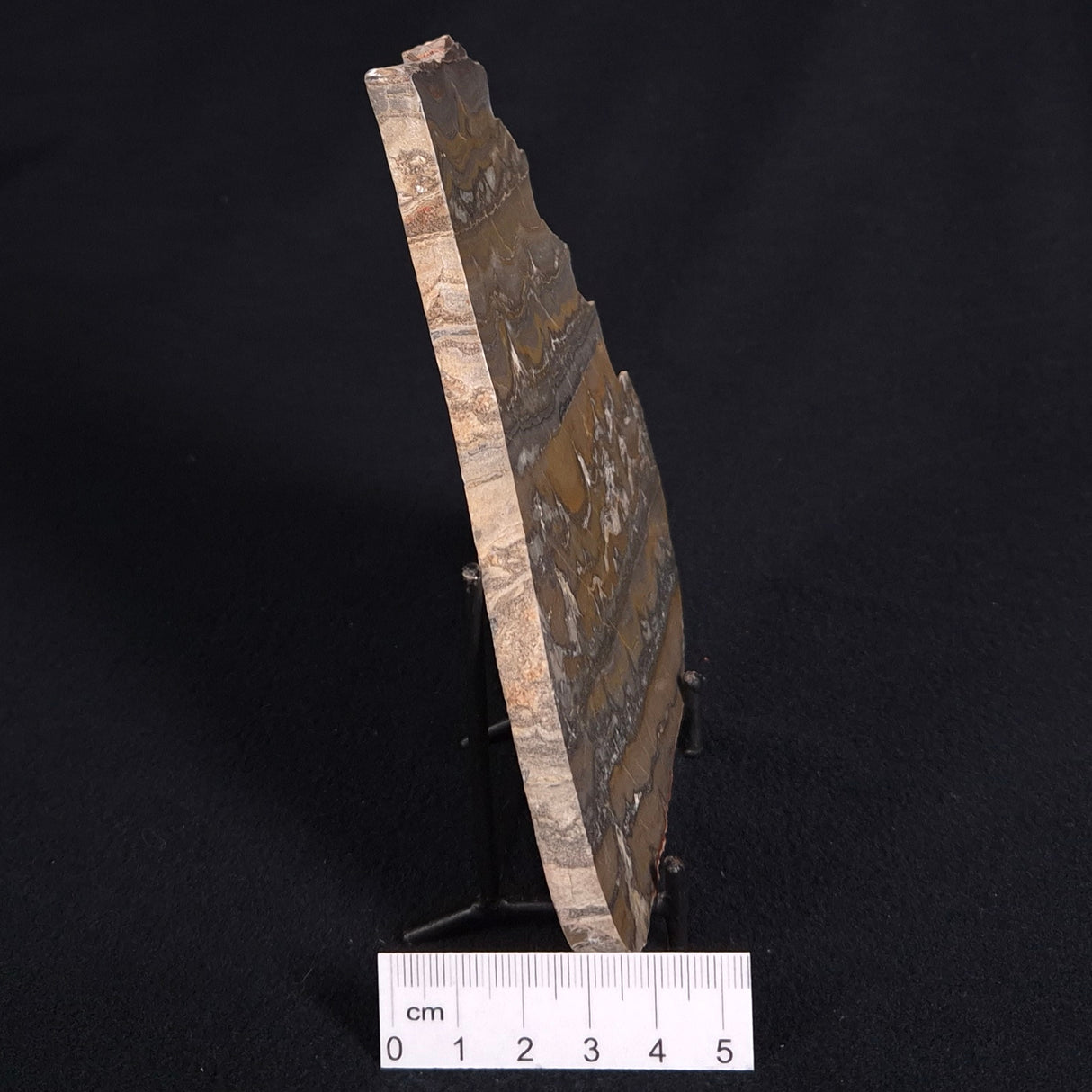 STROMATOLITE, Duck Creek, Lower Proterozoic, Australia ZDC013