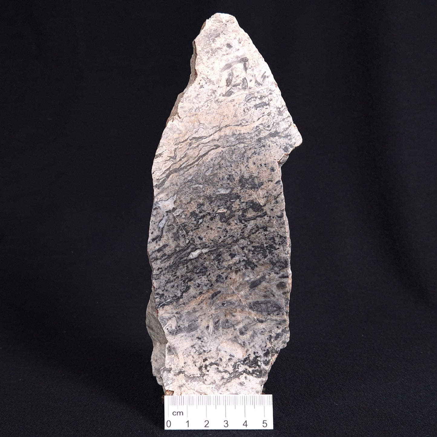 STROMATOLITE BAICALIA sp. Late Precambrian, Australia ZBS002