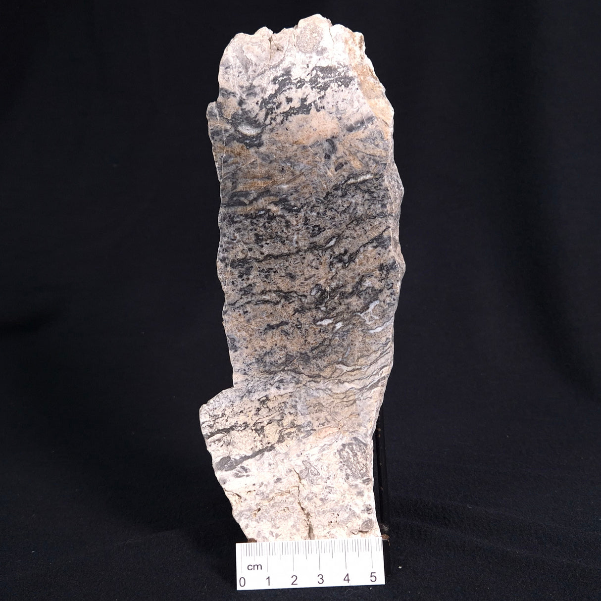 STROMATOLITE BAICALIA sp. Late Precambrian, Australia ZBS001