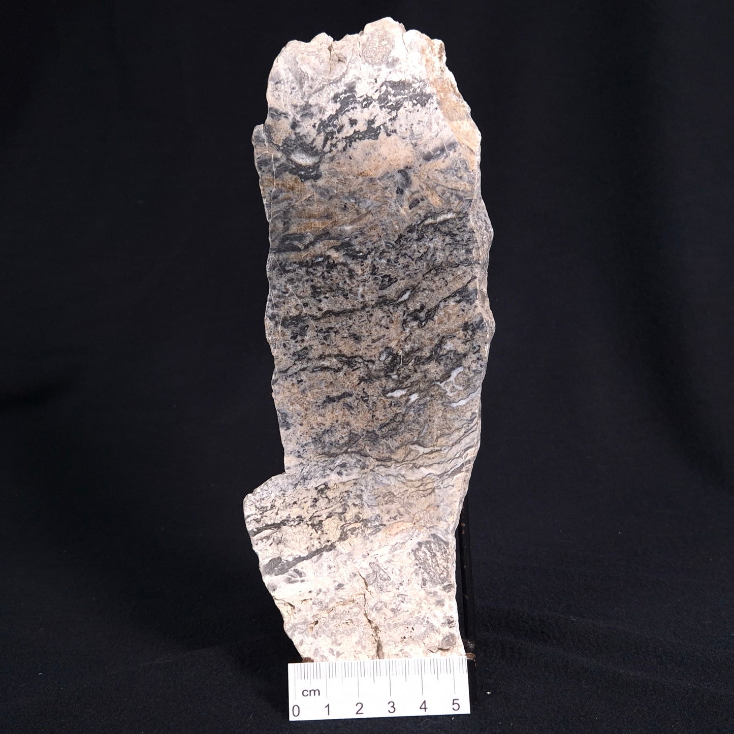 STROMATOLITE BAICALIA sp. Late Precambrian, Australia ZBS001