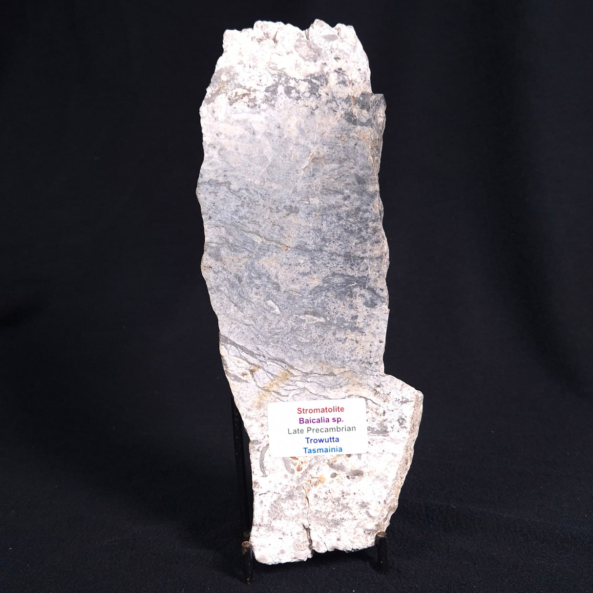 STROMATOLITE BAICALIA sp. Late Precambrian, Australia ZBS001