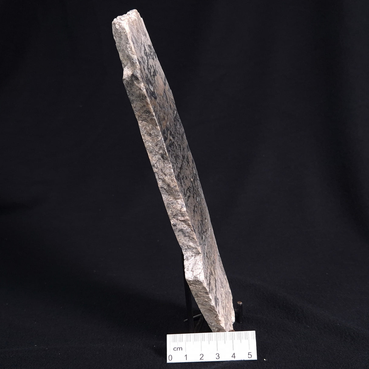 STROMATOLITE BAICALIA sp. Late Precambrian, Australia ZBS001