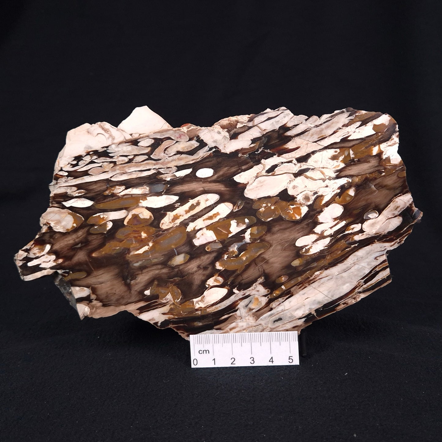 PEANUT WOOD PETRIFIED WOOD, Cretaceous, Australia ZPW012