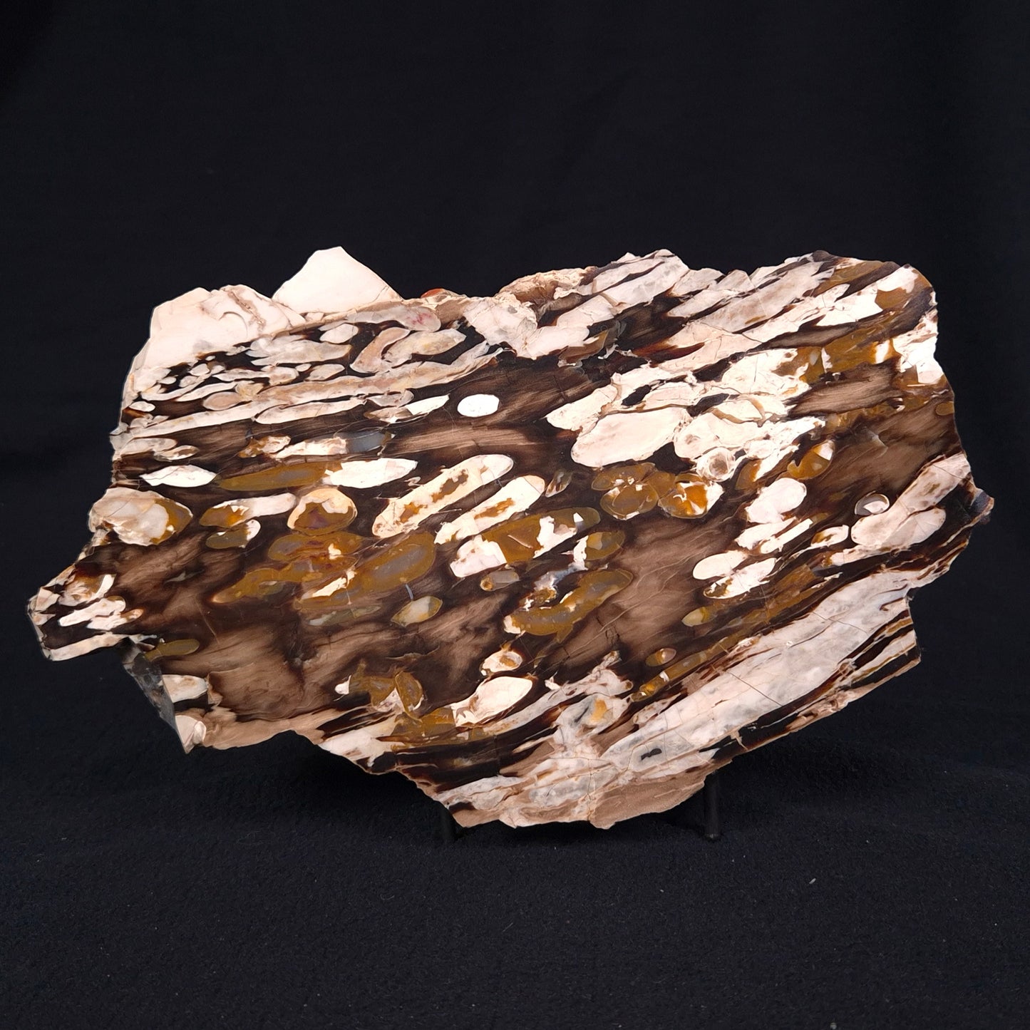 PEANUT WOOD PETRIFIED WOOD, Cretaceous, Australia ZPW012
