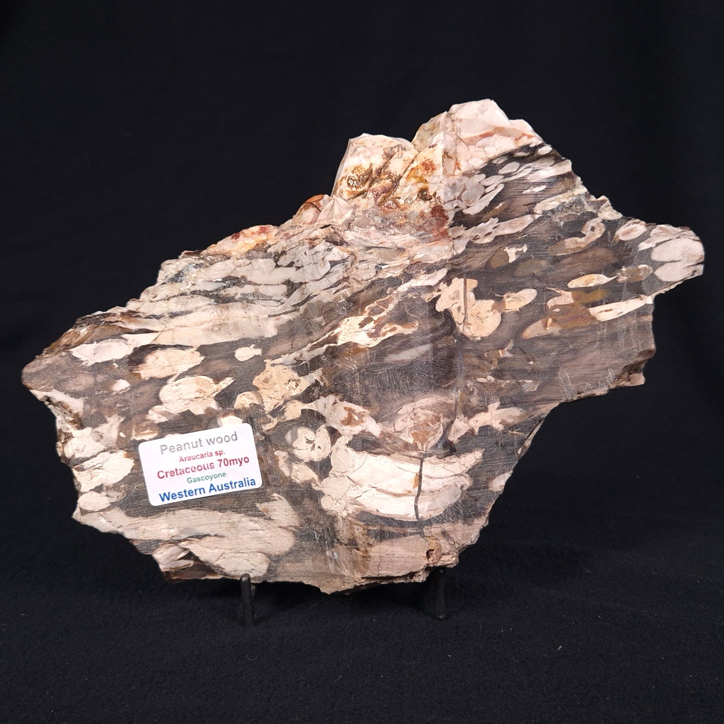 PEANUT WOOD PETRIFIED WOOD, Cretaceous, Australia ZPW012