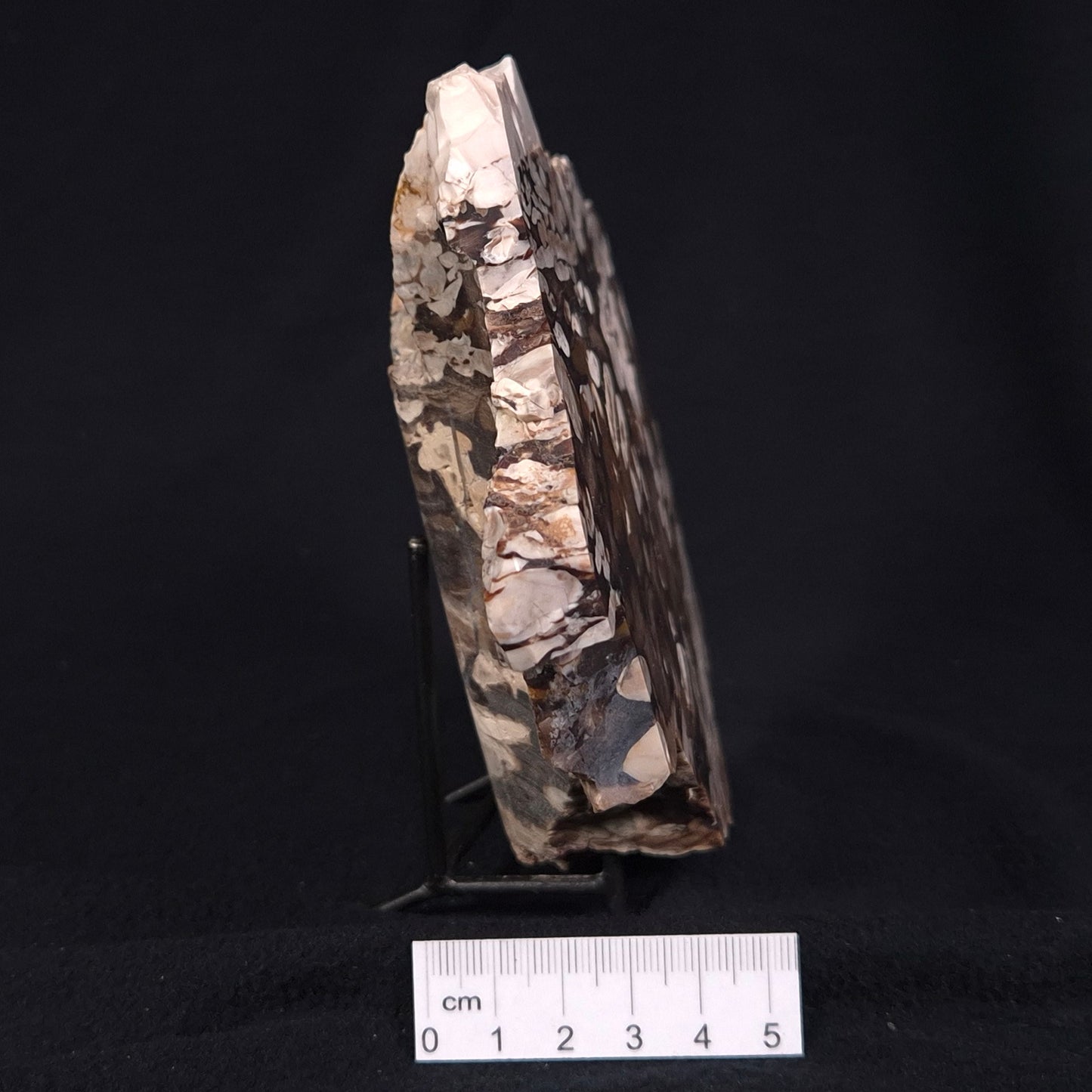 PEANUT WOOD PETRIFIED WOOD, Cretaceous, Australia ZPW012