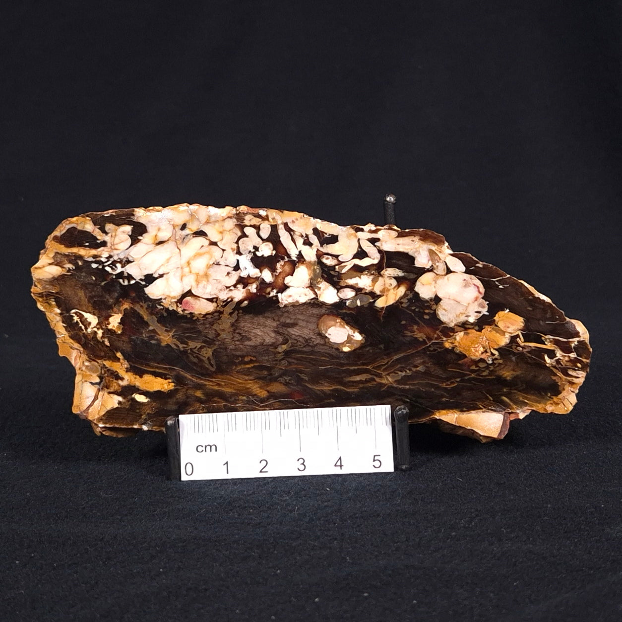 PEANUT WOOD PETRIFIED WOOD, Cretaceous, Australia ZPW010