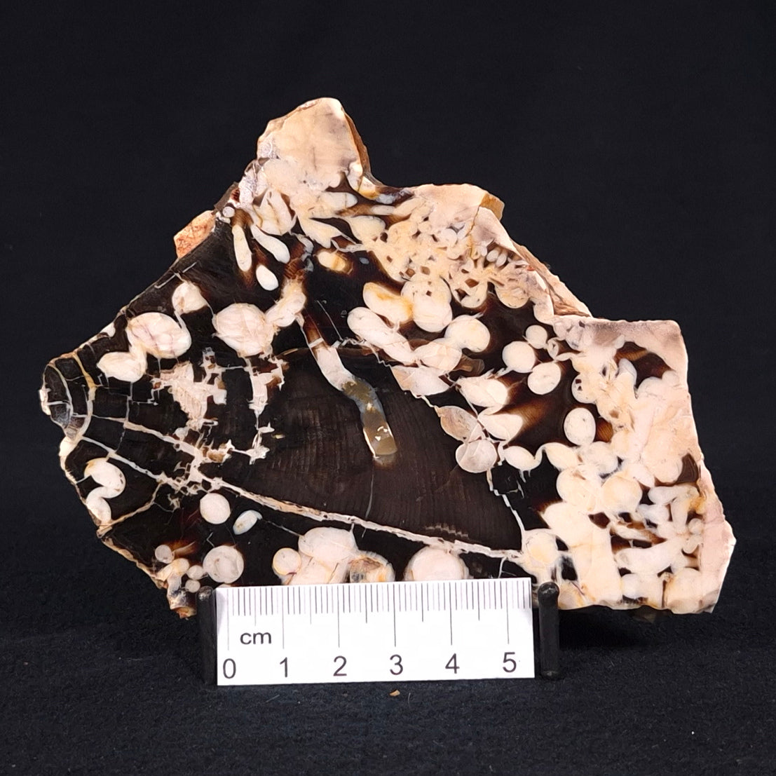 PEANUT WOOD PETRIFIED WOOD, Cretaceous, Australia ZPW011