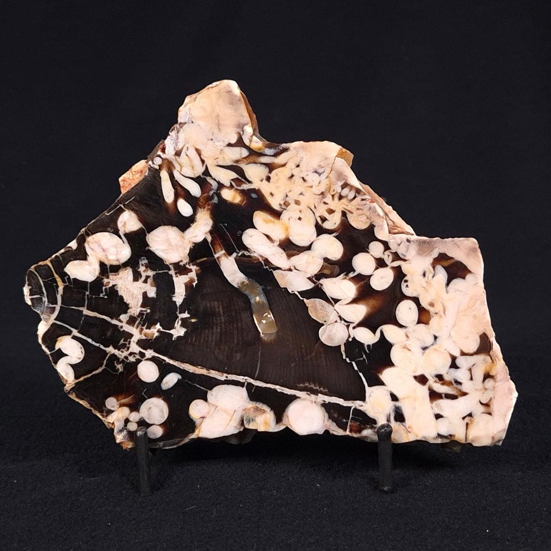 PEANUT WOOD PETRIFIED WOOD, Cretaceous, Australia ZPW011