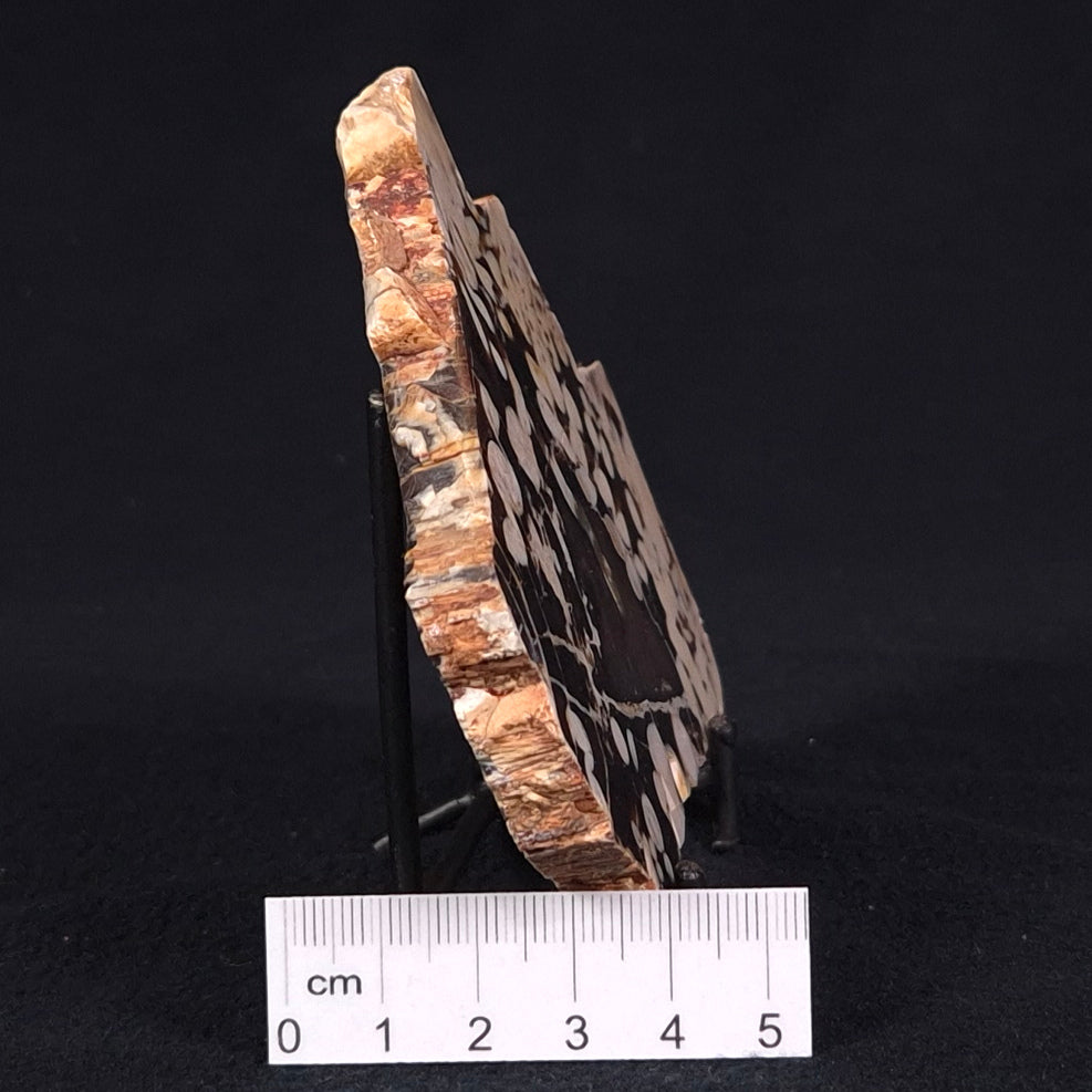 PEANUT WOOD PETRIFIED WOOD, Cretaceous, Australia ZPW011