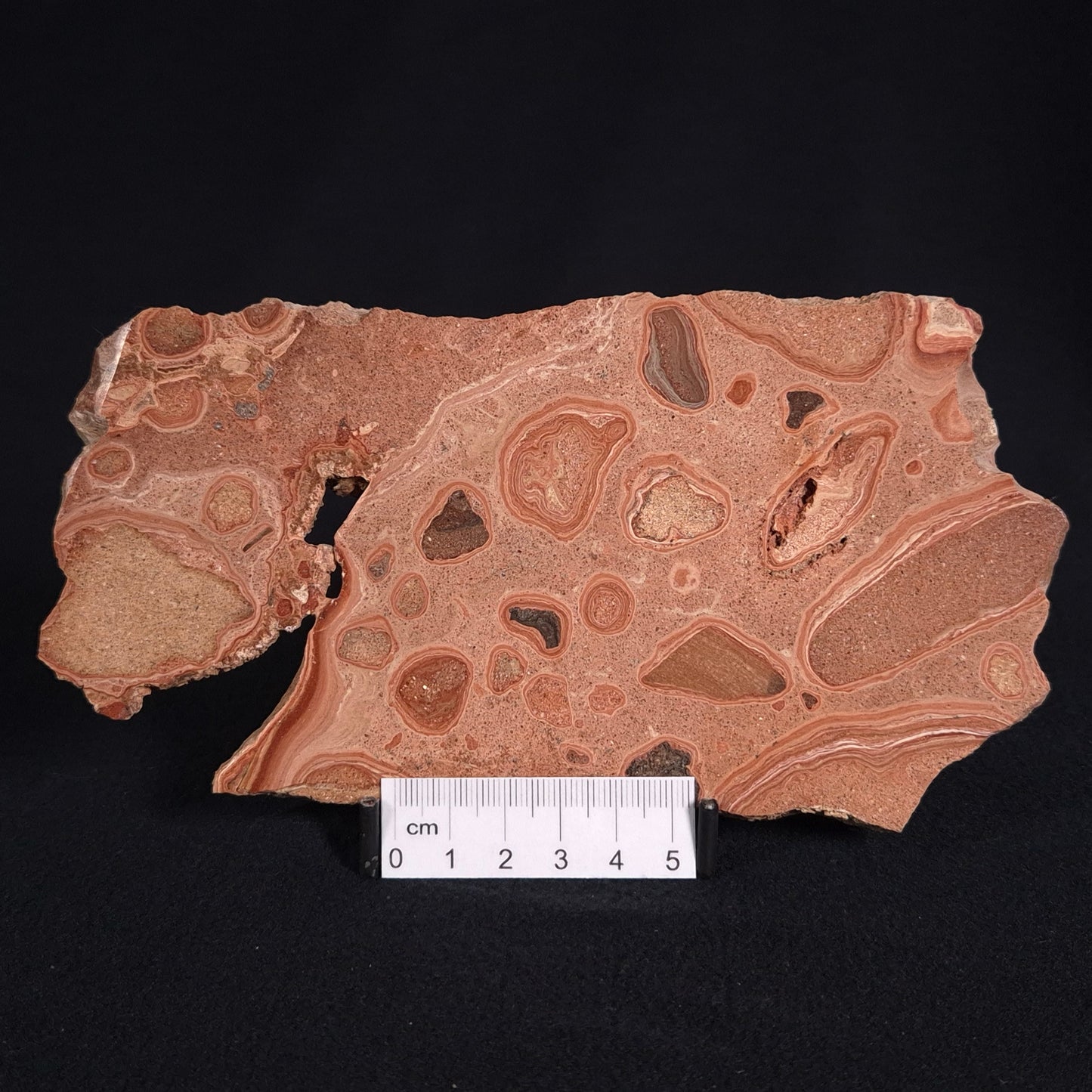 ONCOLYTIC STROMATOLITE, Tertiary, Australia ZOS004