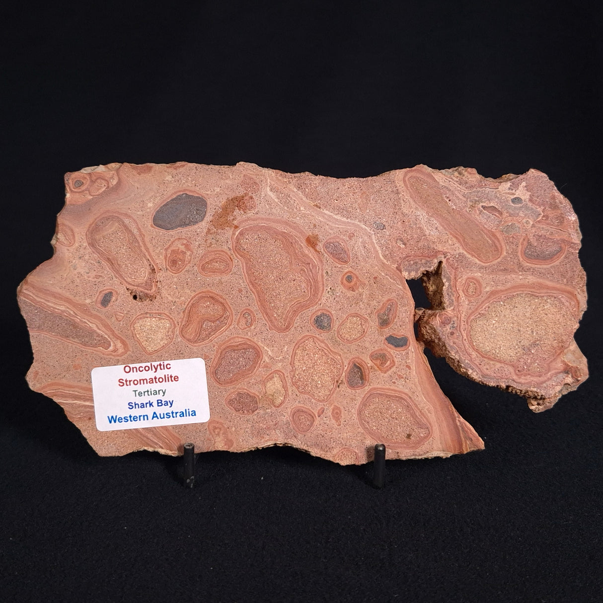 ONCOLYTIC STROMATOLITE, Tertiary, Australia ZOS004