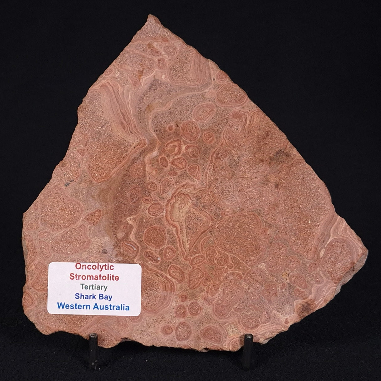 ONCOLYTIC STROMATOLITE, Tertiary, Australia ZOS005