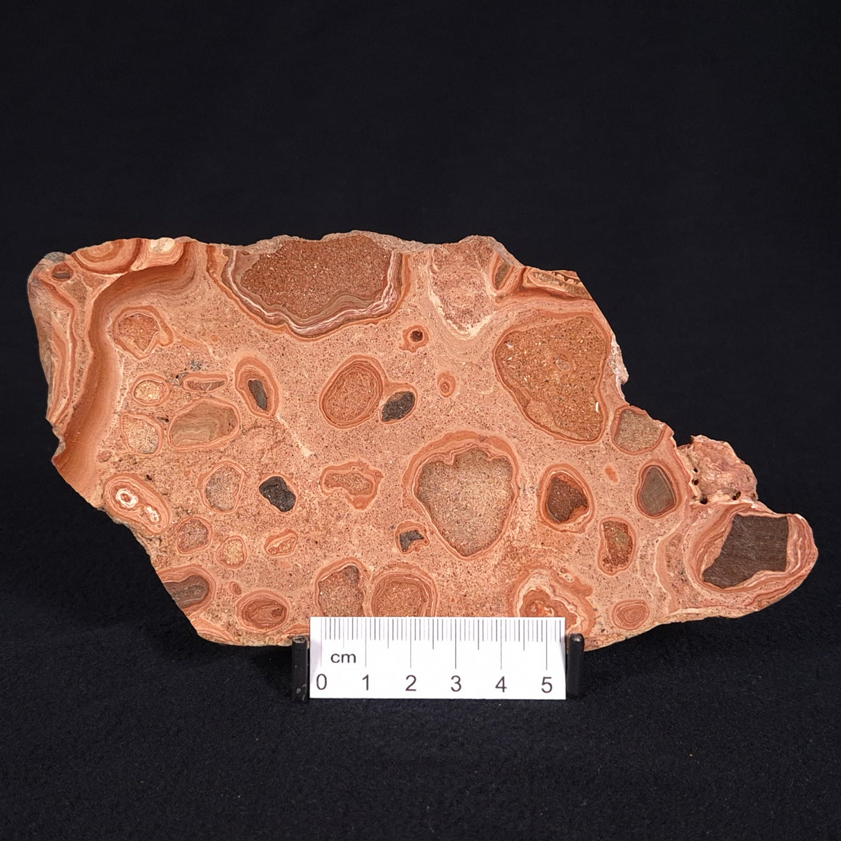 ONCOLYTIC STROMATOLITE, Tertiary, Australia ZOS006