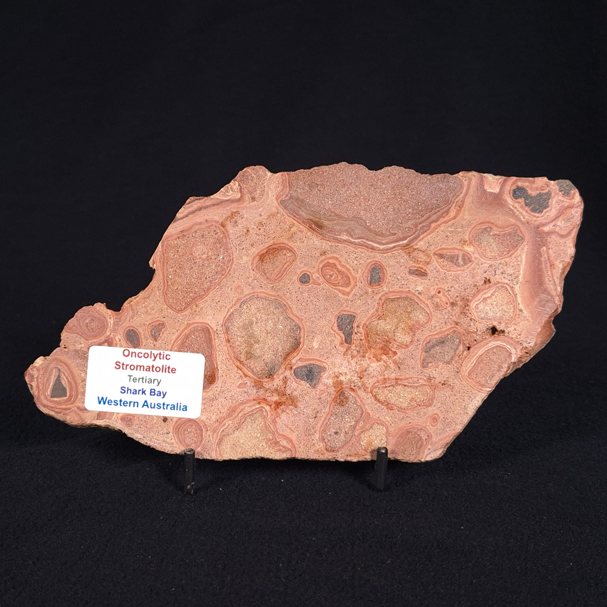 ONCOLYTIC STROMATOLITE, Tertiary, Australia ZOS006