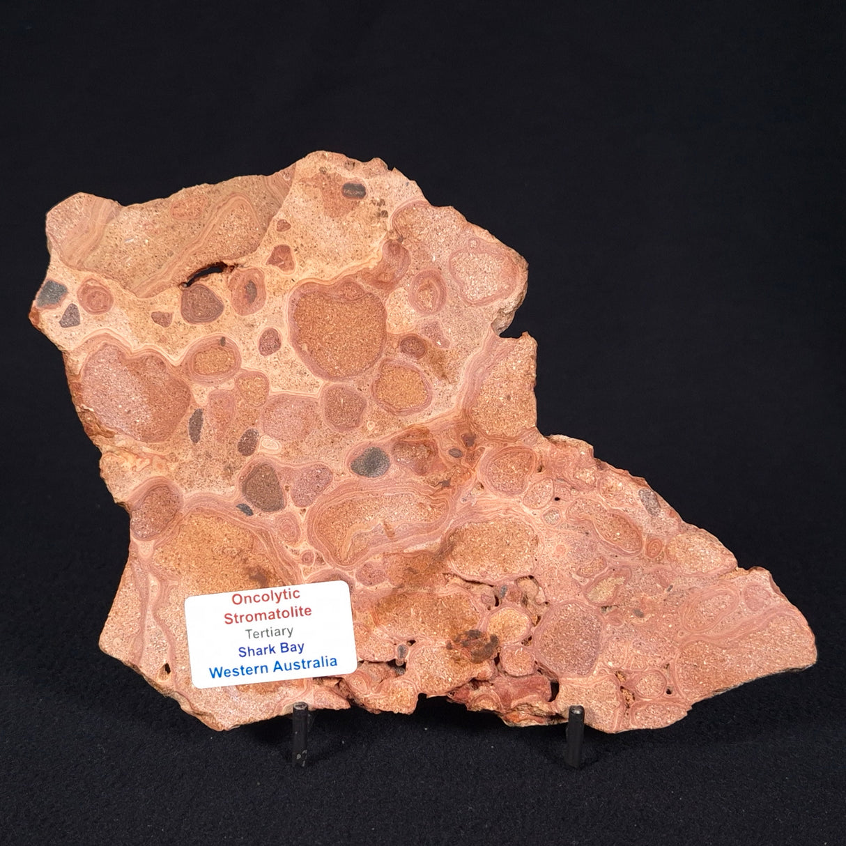 ONCOLYTIC STROMATOLITE, Tertiary, Australia ZOS007