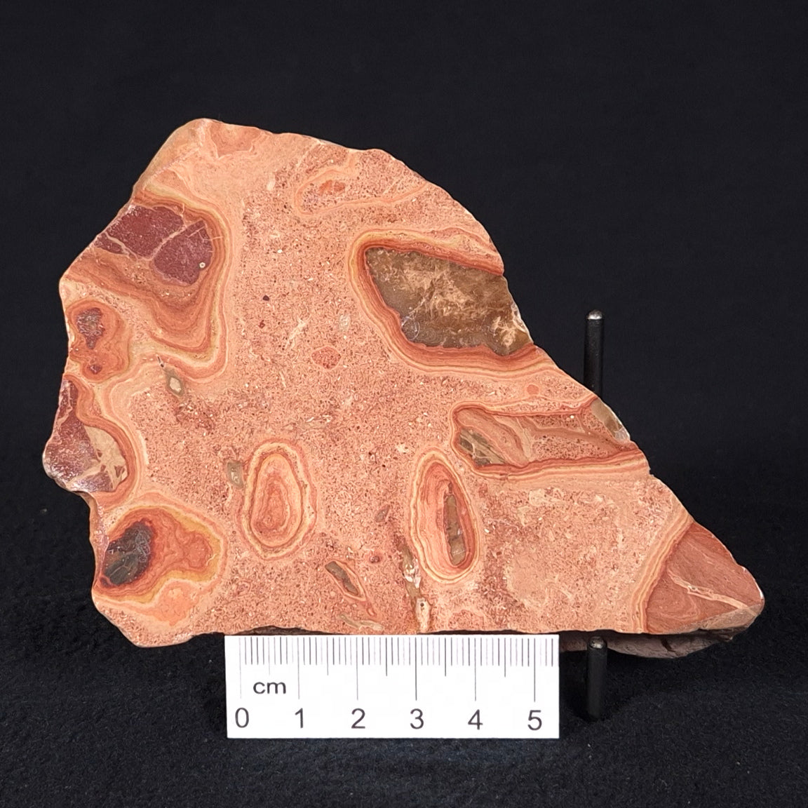 ONCOLYTIC STROMATOLITE, Tertiary, Australia ZOS008