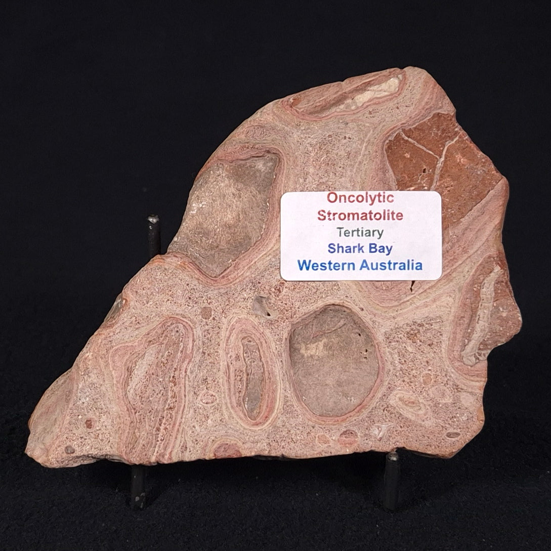 ONCOLYTIC STROMATOLITE, Tertiary, Australia ZOS008
