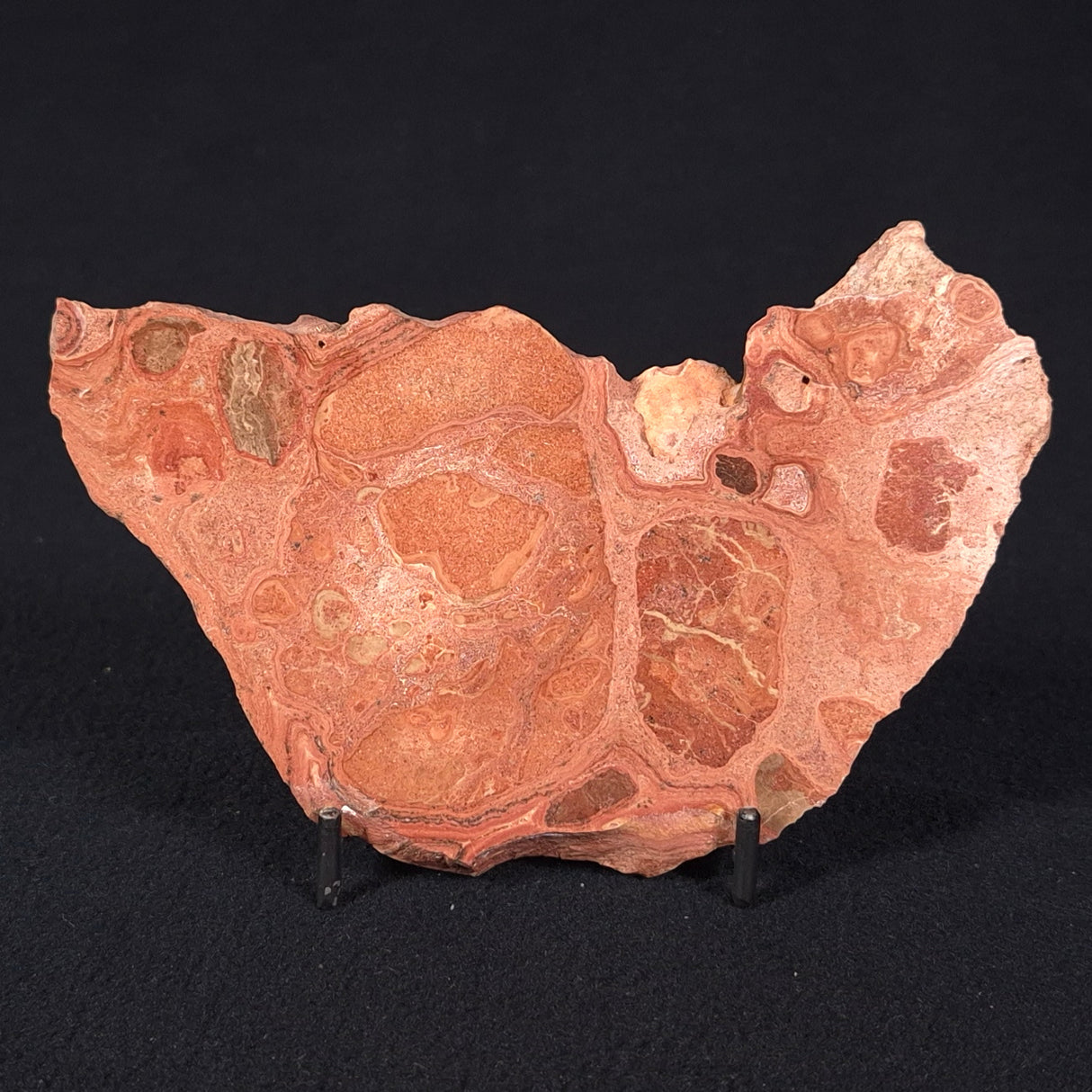 ONCOLYTIC STROMATOLITE, Tertiary, Australia ZOS009