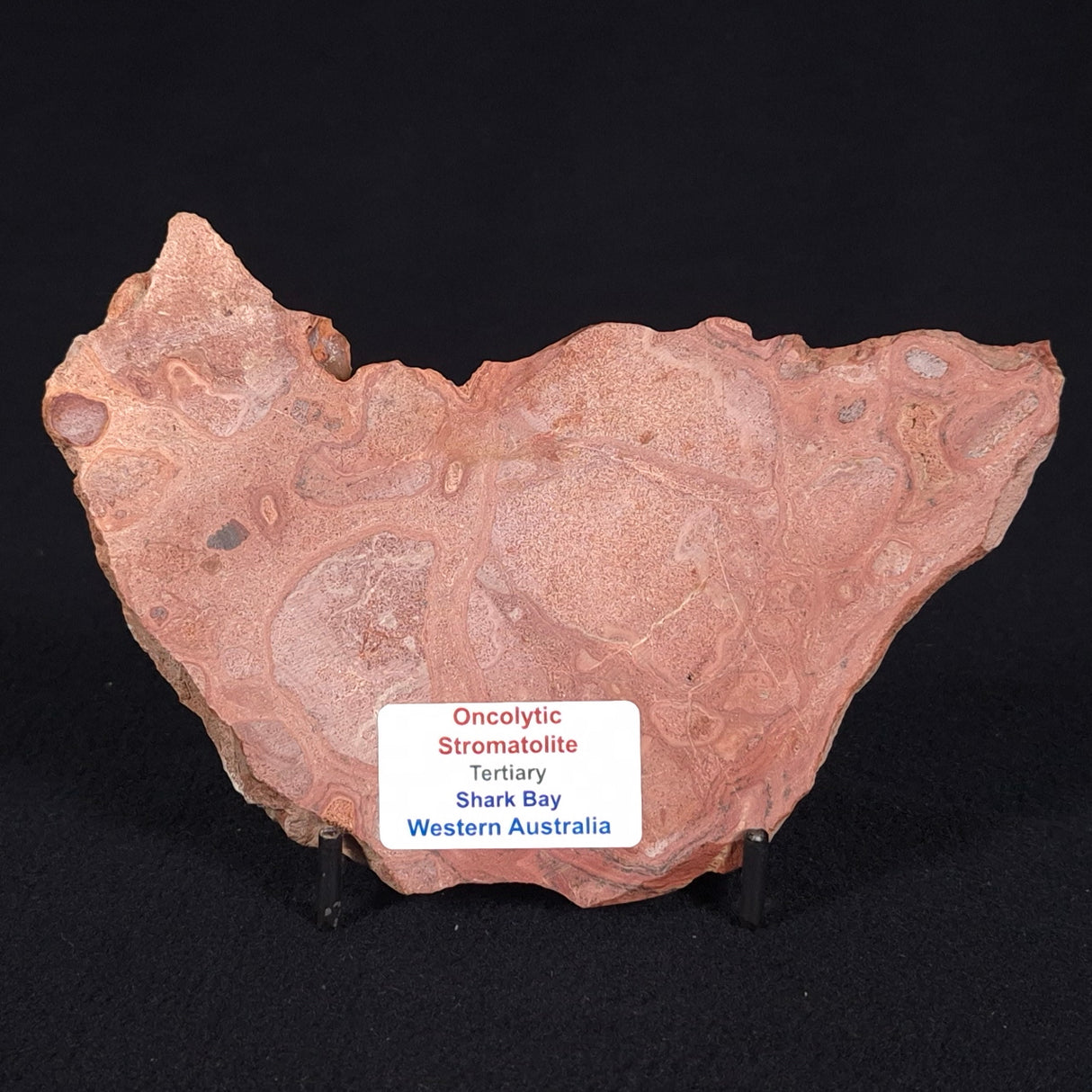 ONCOLYTIC STROMATOLITE, Tertiary, Australia ZOS009