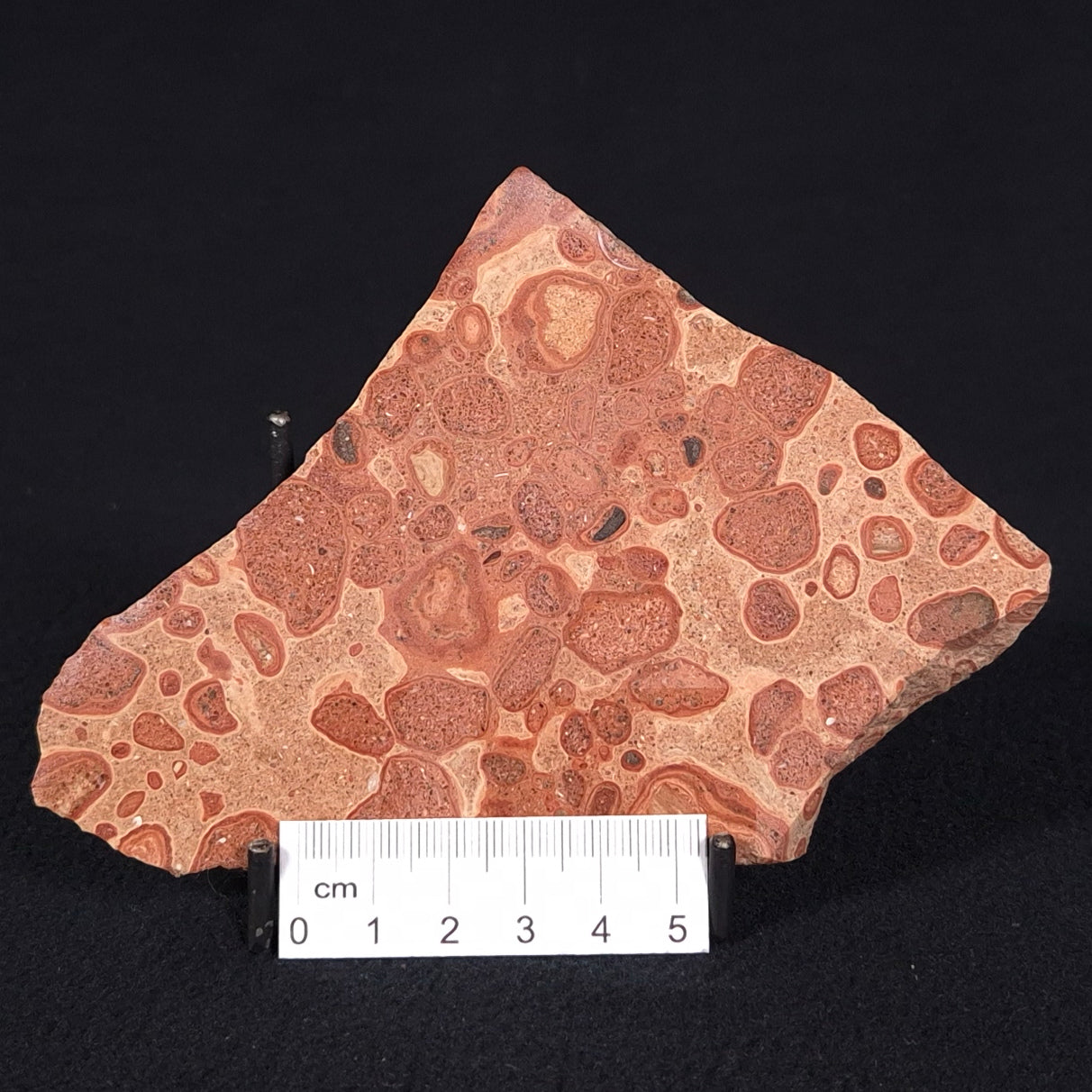 ONCOLYTIC STROMATOLITE, Tertiary, Australia ZOS010