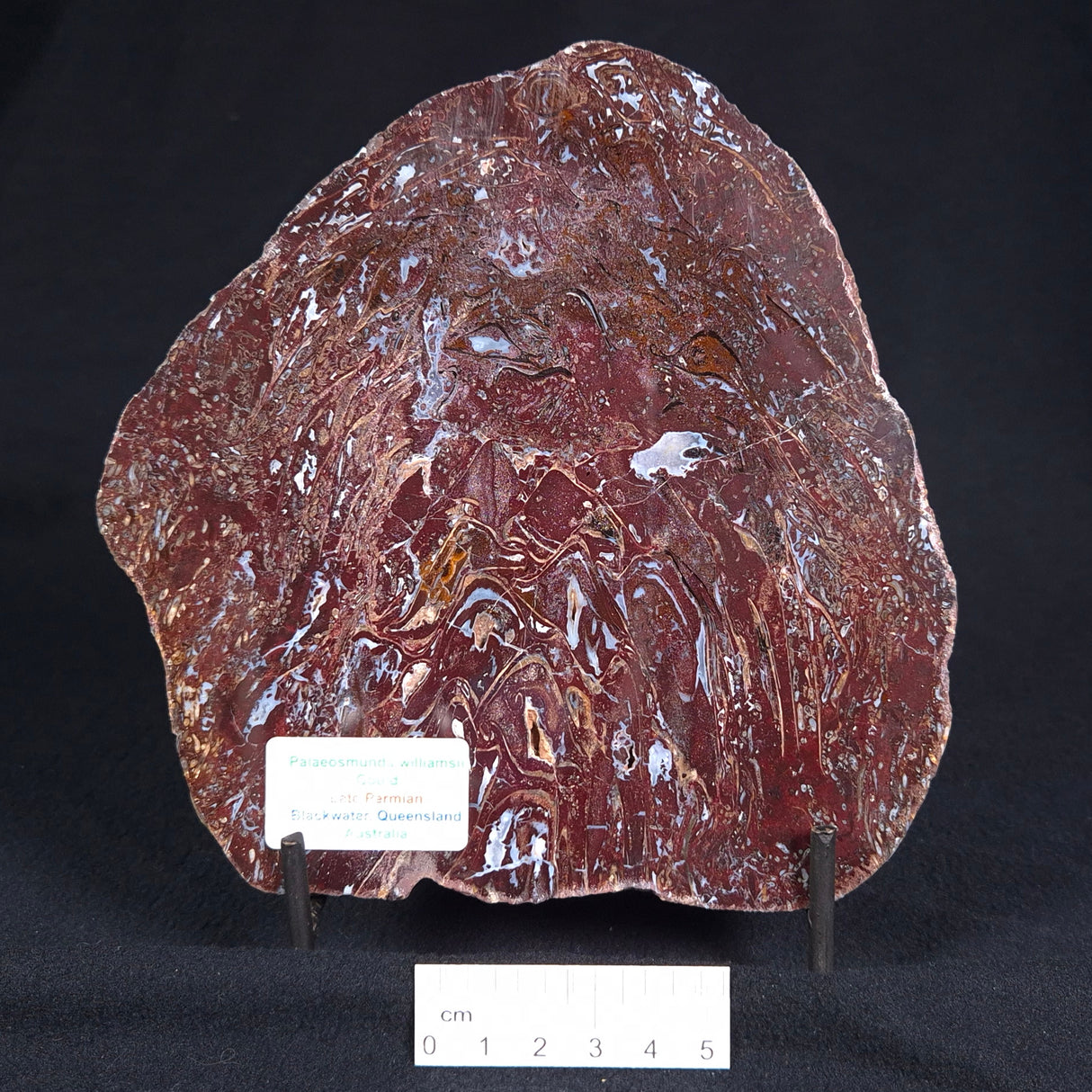 PALAEOSMUNDA williamsii PETRIFIED FERN, Late Permian, Australia YPW001