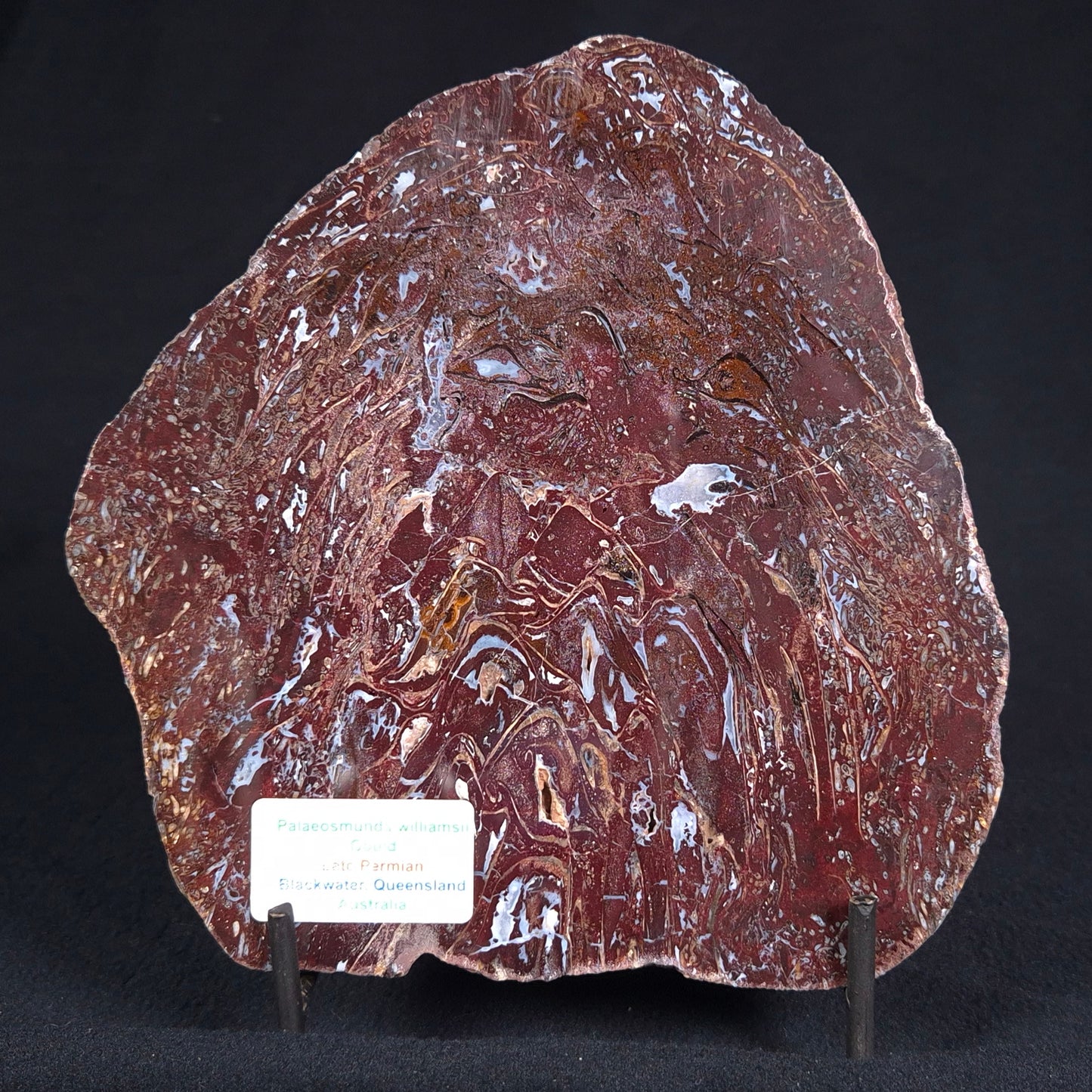 PALAEOSMUNDA williamsii PETRIFIED FERN, Late Permian, Australia YPW001