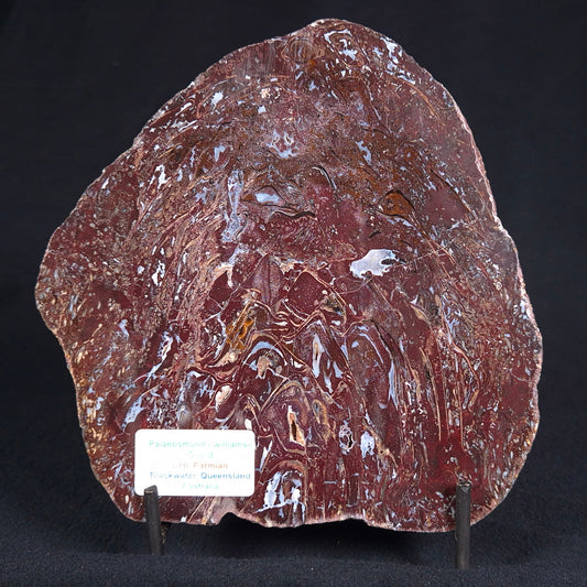 PALAEOSMUNDA williamsii PETRIFIED FERN, Late Permian, Australia YPW001