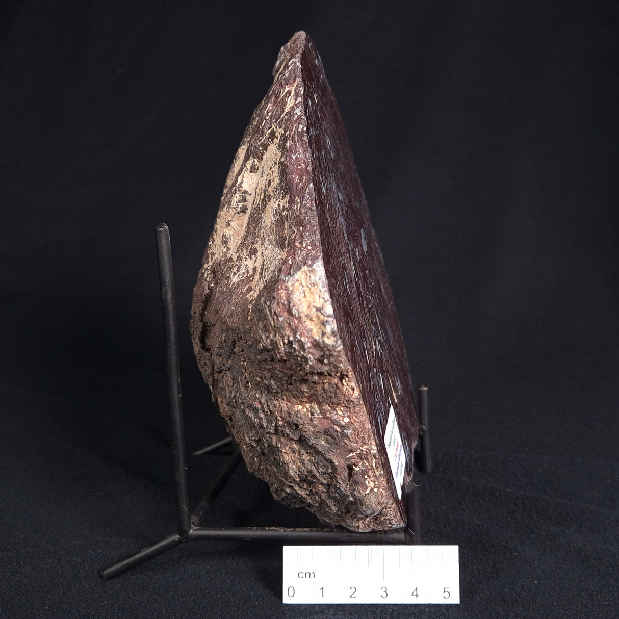 PALAEOSMUNDA williamsii PETRIFIED FERN, Late Permian, Australia YPW001