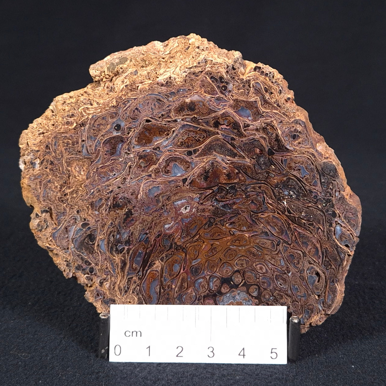 PALAEOSMUNDA williamsii PETRIFIED FERN, Late Permian, Australia YPW002