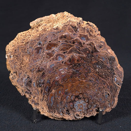 PALAEOSMUNDA williamsii PETRIFIED FERN, Late Permian, Australia YPW002