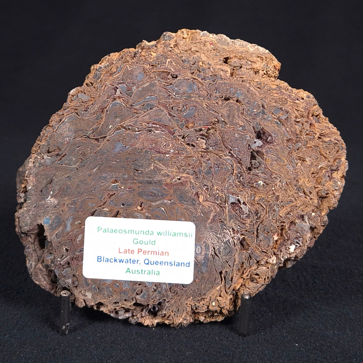 PALAEOSMUNDA williamsii PETRIFIED FERN, Late Permian, Australia YPW002