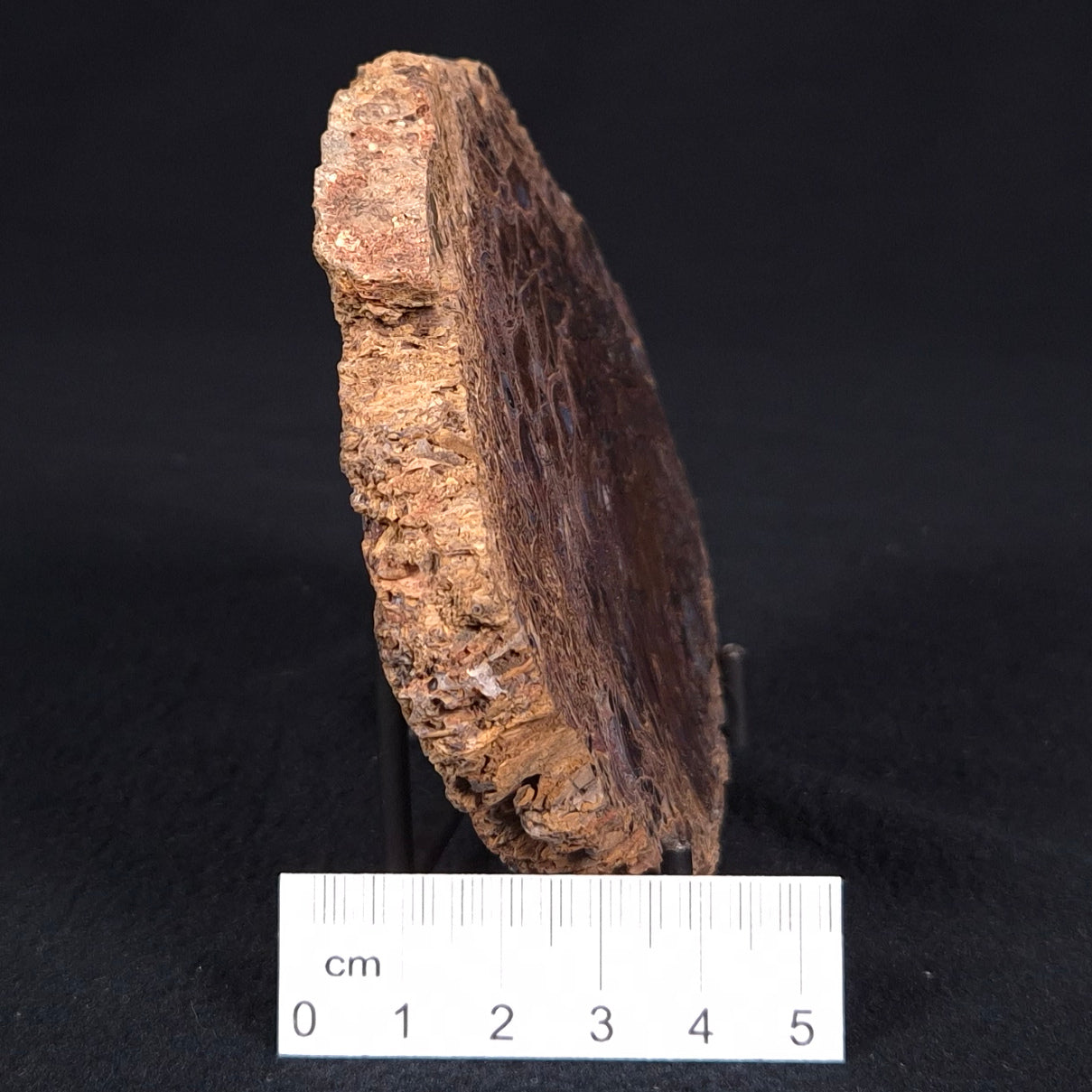 PALAEOSMUNDA williamsii PETRIFIED FERN, Late Permian, Australia YPW002