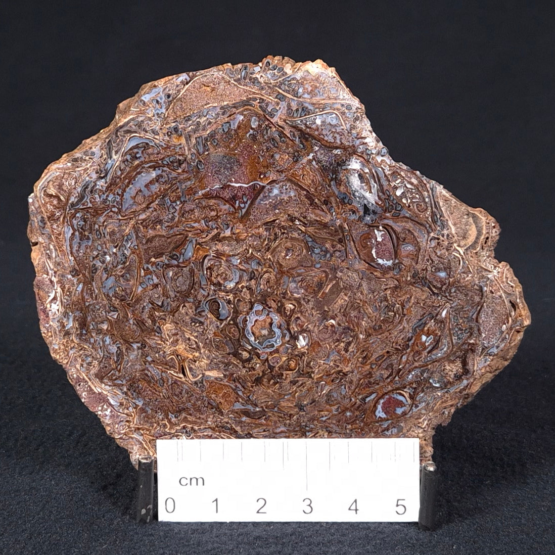 PALAEOSMUNDA williamsii PETRIFIED FERN, Late Permian, Australia YPW003