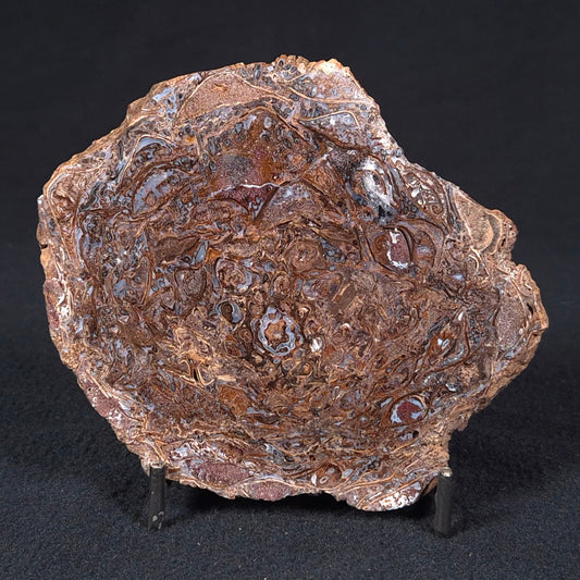 PALAEOSMUNDA williamsii PETRIFIED FERN, Late Permian, Australia YPW003