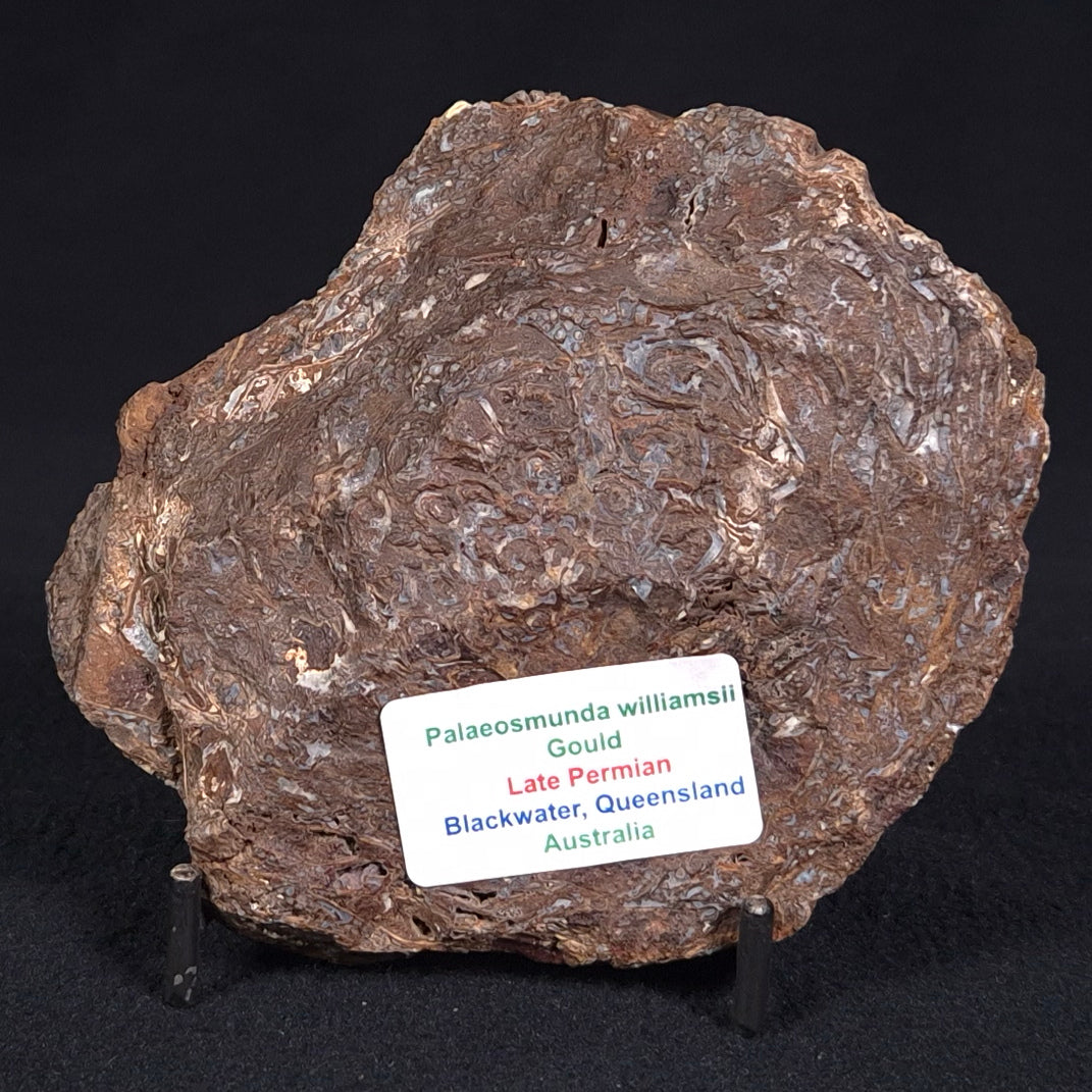 PALAEOSMUNDA williamsii PETRIFIED FERN, Late Permian, Australia YPW003