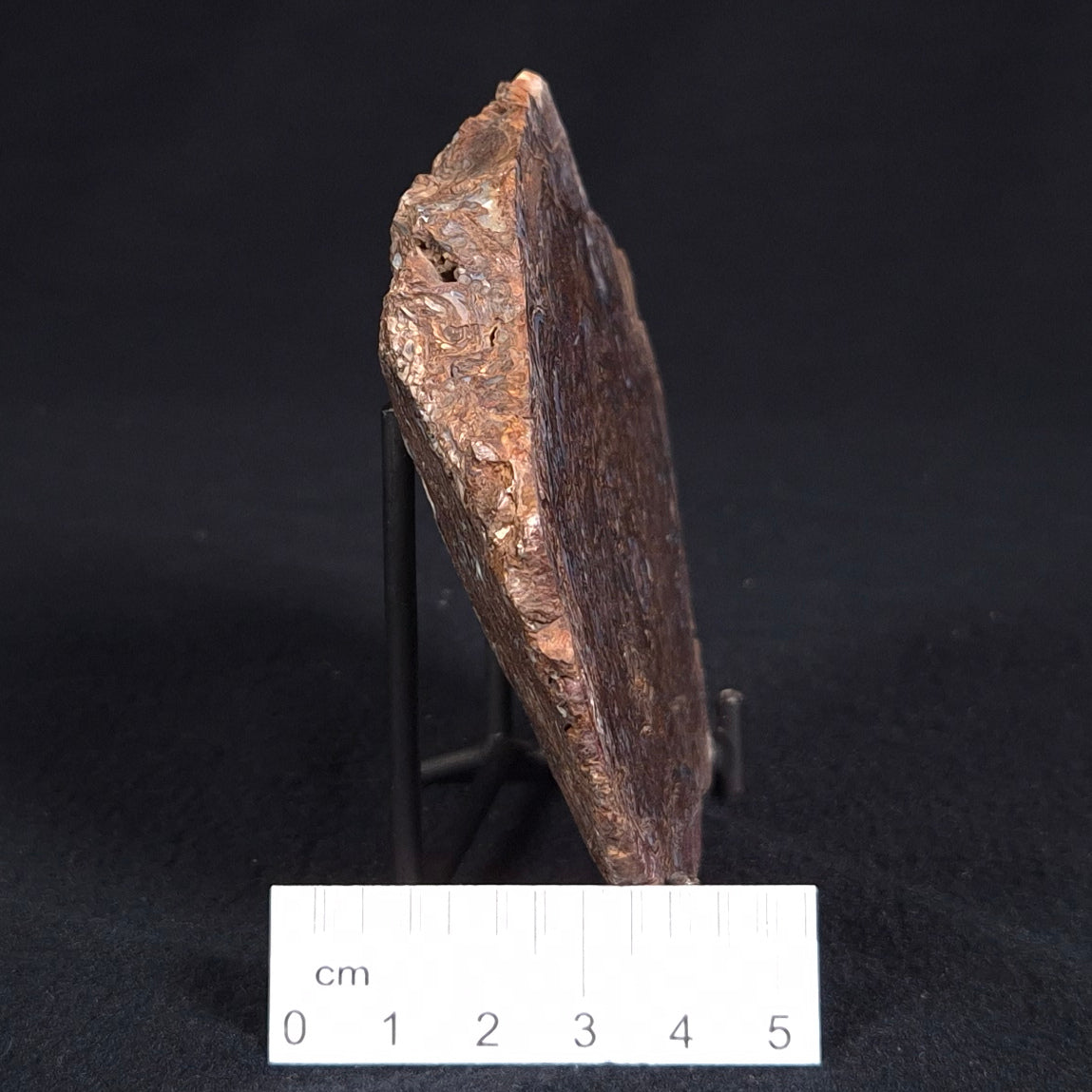PALAEOSMUNDA williamsii PETRIFIED FERN, Late Permian, Australia YPW003