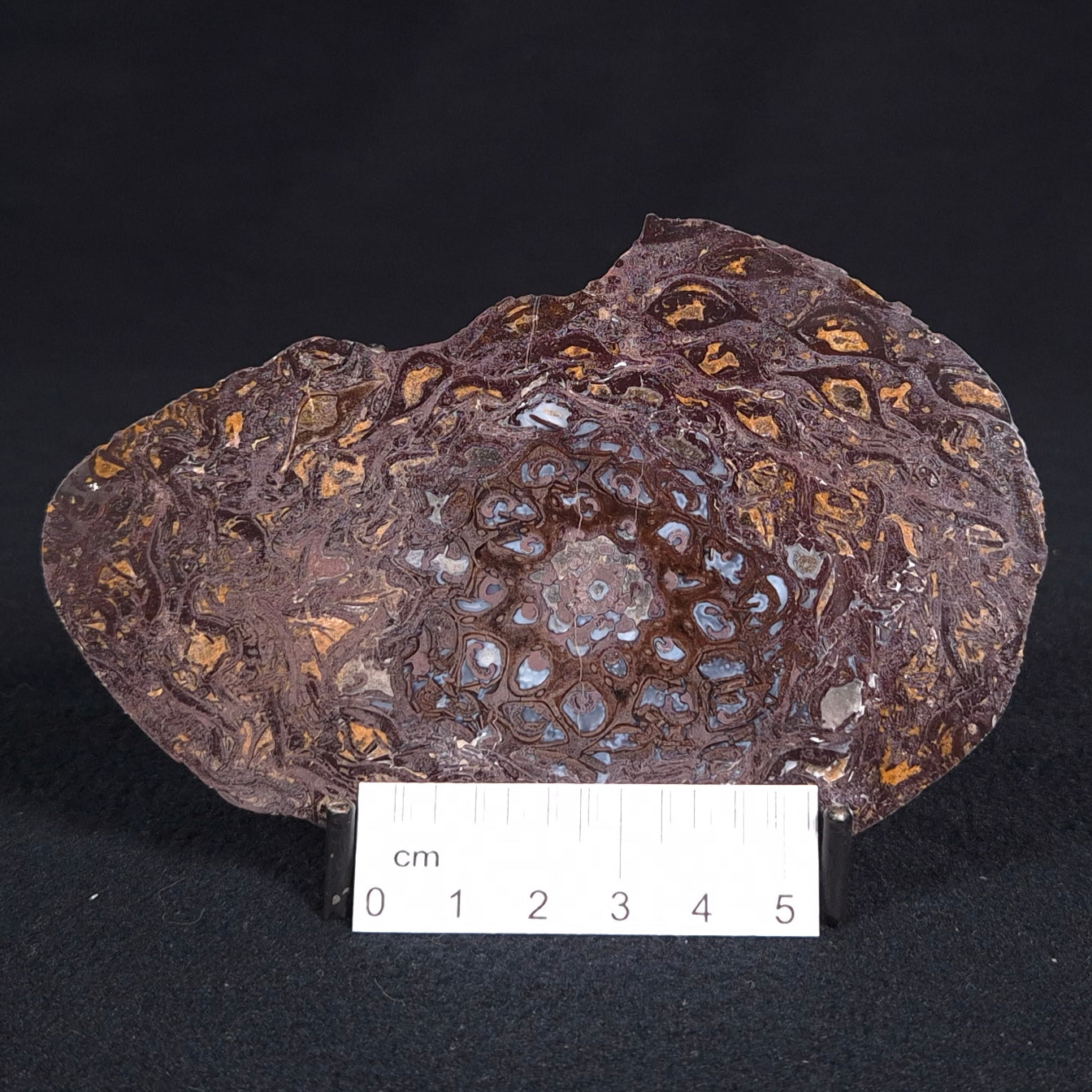 PALAEOSMUNDA williamsii PETRIFIED FERN, Late Permian, Australia YPW004