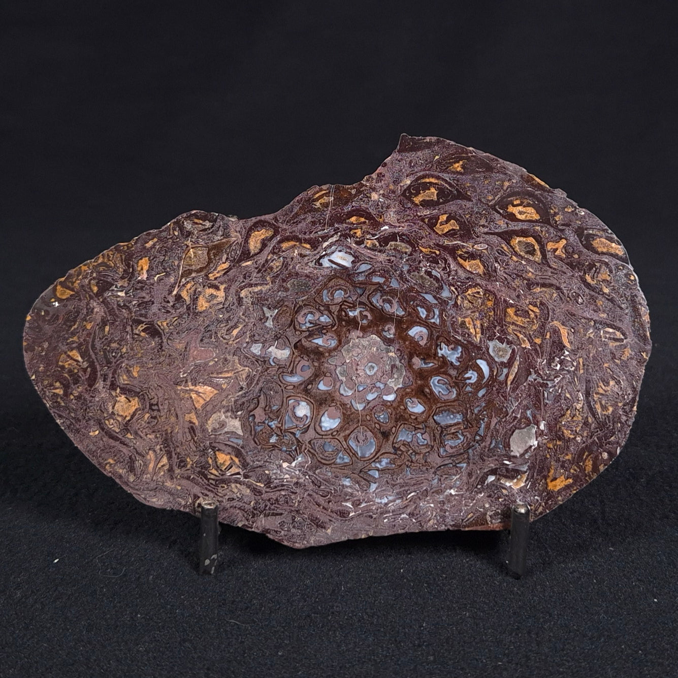 PALAEOSMUNDA williamsii PETRIFIED FERN, Late Permian, Australia YPW004