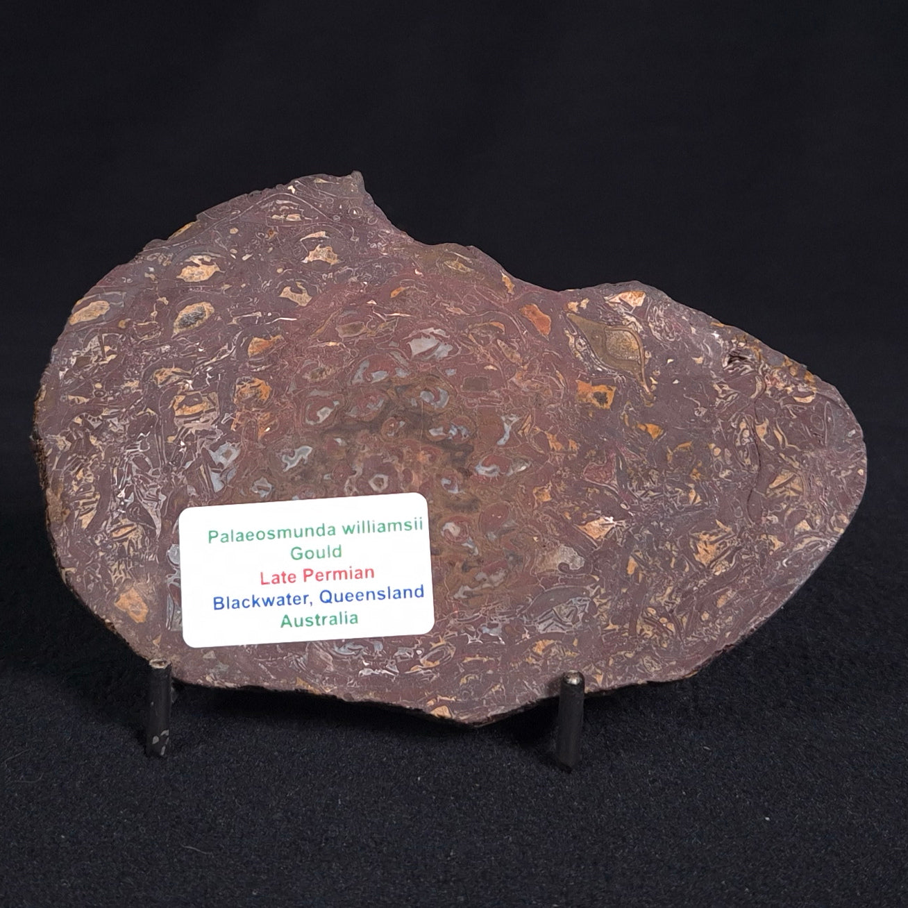 PALAEOSMUNDA williamsii PETRIFIED FERN, Late Permian, Australia YPW004