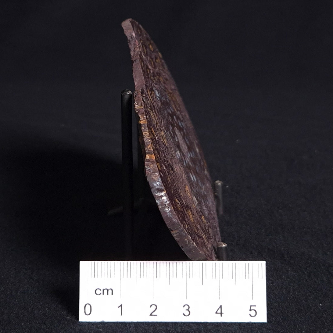 PALAEOSMUNDA williamsii PETRIFIED FERN, Late Permian, Australia YPW004