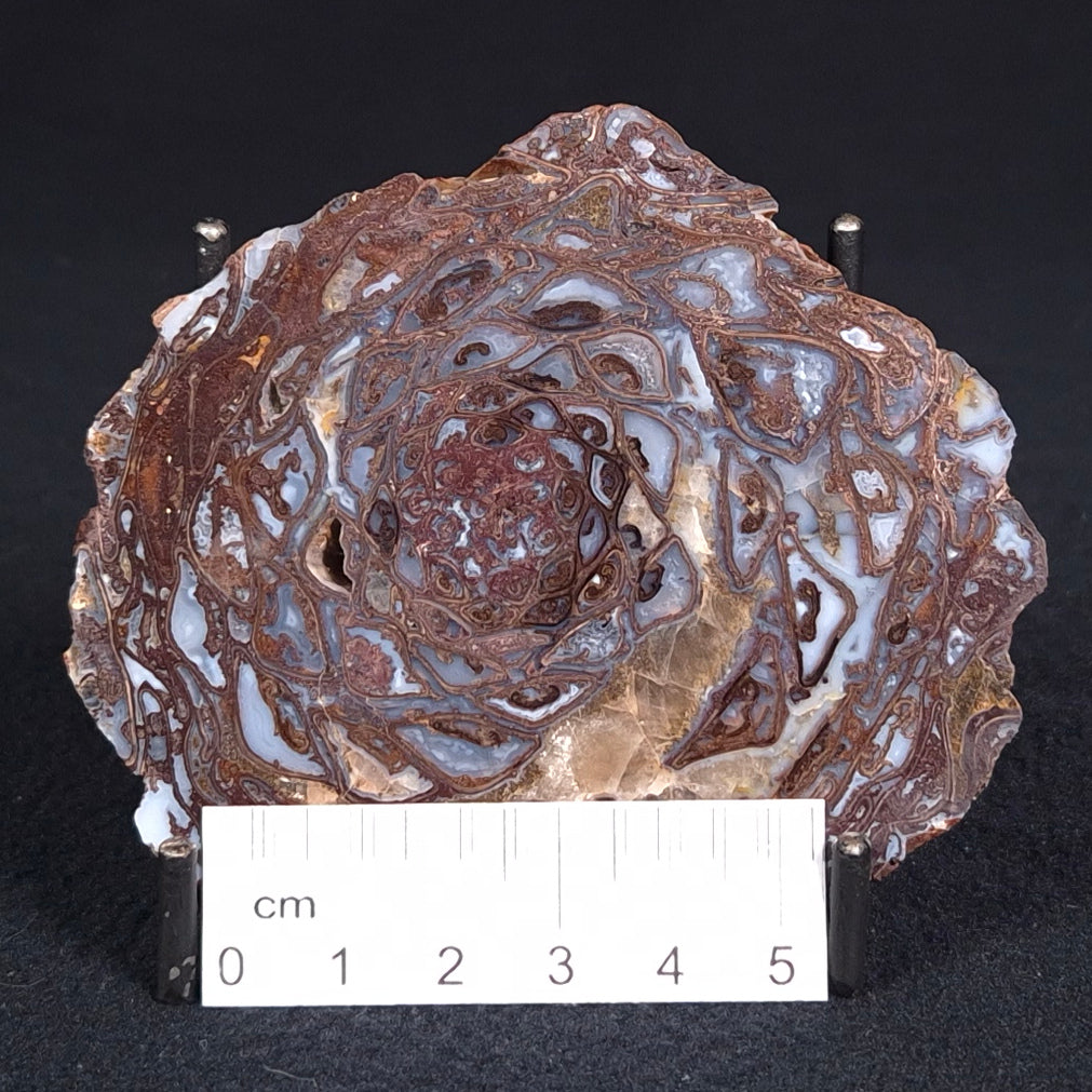 PALAEOSMUNDA williamsii PETRIFIED FERN, Late Permian, Australia YPW005